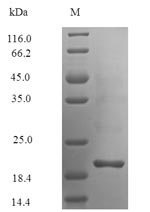 Insect Alpha-mammal toxin AaH2 protein