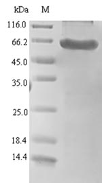Human HTRA1 protein