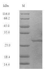 Bacterial rplL protein