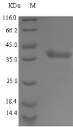 Bacterial ldhA protein