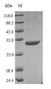 Bacterial uvsY protein