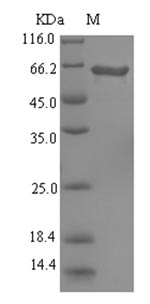 Bacterial pvdA protein