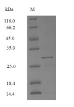 Plant Mer a 1 protein