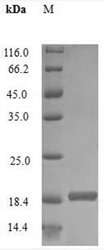 Rabbit IL2 protein