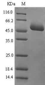 Human MADCAM1 protein