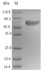 Human ICA1 protein