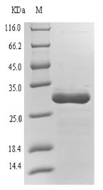 Human Envelope glycoprotein L protein
