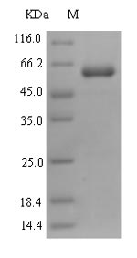 Human PRR11 protein