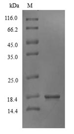 Animal IFN gamma protein