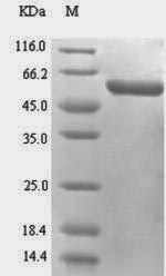 Rat Madcam1 protein