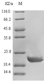 Dog CGRP protein