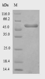 Fungi PPX1 protein