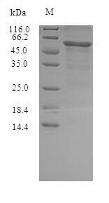 Bacterial hlgC protein