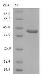Rat Lum protein