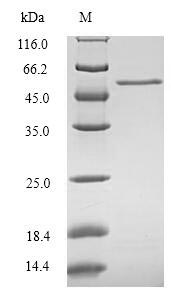 Human CYR61 protein