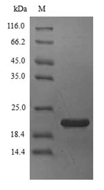 Insect Allergen Bla g 4 protein