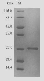 Insect Glutathione S-transferase protein