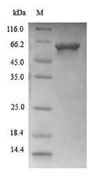 Fungi SAP9 protein