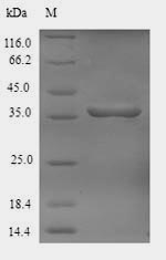 Fungi CDH-1 protein