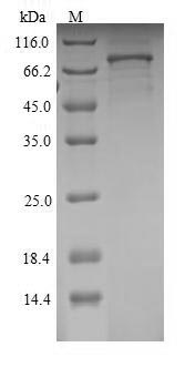 Rat SEMA3A protein