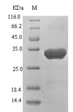 Viral HBV-D protein