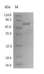 Bacterial btfP protein