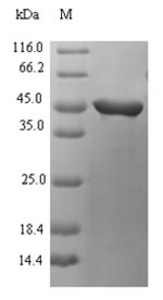 Bacterial speB protein