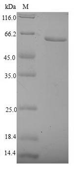 Human NR2F6 protein