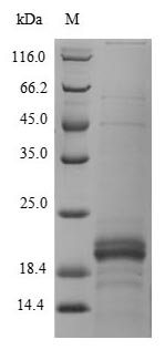 Human ZG16B protein