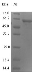 Human ERVW-1 protein