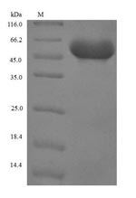 Human SERPINB4 protein