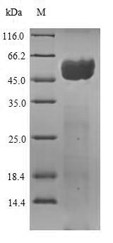 Viral Envelope glycoprotein protein