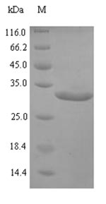 Monkey Transthyretin protein