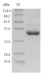 Dog CSF3 protein