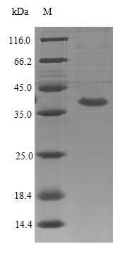 Mouse Il1rl2 protein