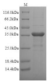 Human CD1C protein