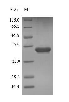 Mouse Esm1 protein