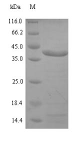Bacterial spi protein