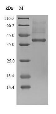 Mouse Ube3a protein