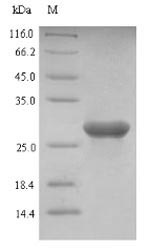 Bovine LGALS1 protein