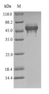 Animal TM1 protein