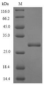 Plant Profilin protein