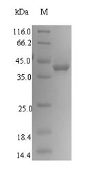 Human SIRPG protein