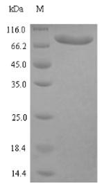 Human CLINT1 protein