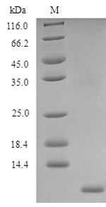 Human CD52 protein