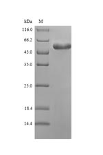 Bacterial pip protein