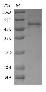Animal AK protein