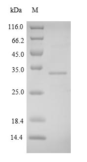 Human FNDC5 protein