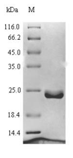Human LAMTOR1 protein