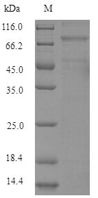 Mouse Loxl4 protein